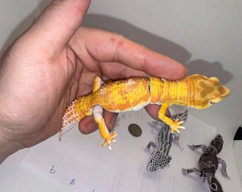 Realistic Leopard Gecko Gashapon Figure (Set 4)