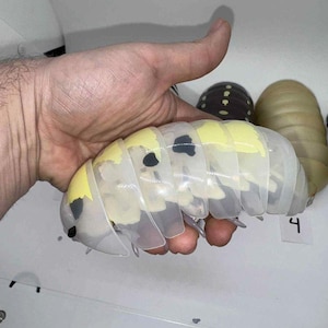 Bandai Dango Mushi Rare Isopod Figures Set 5 image 6