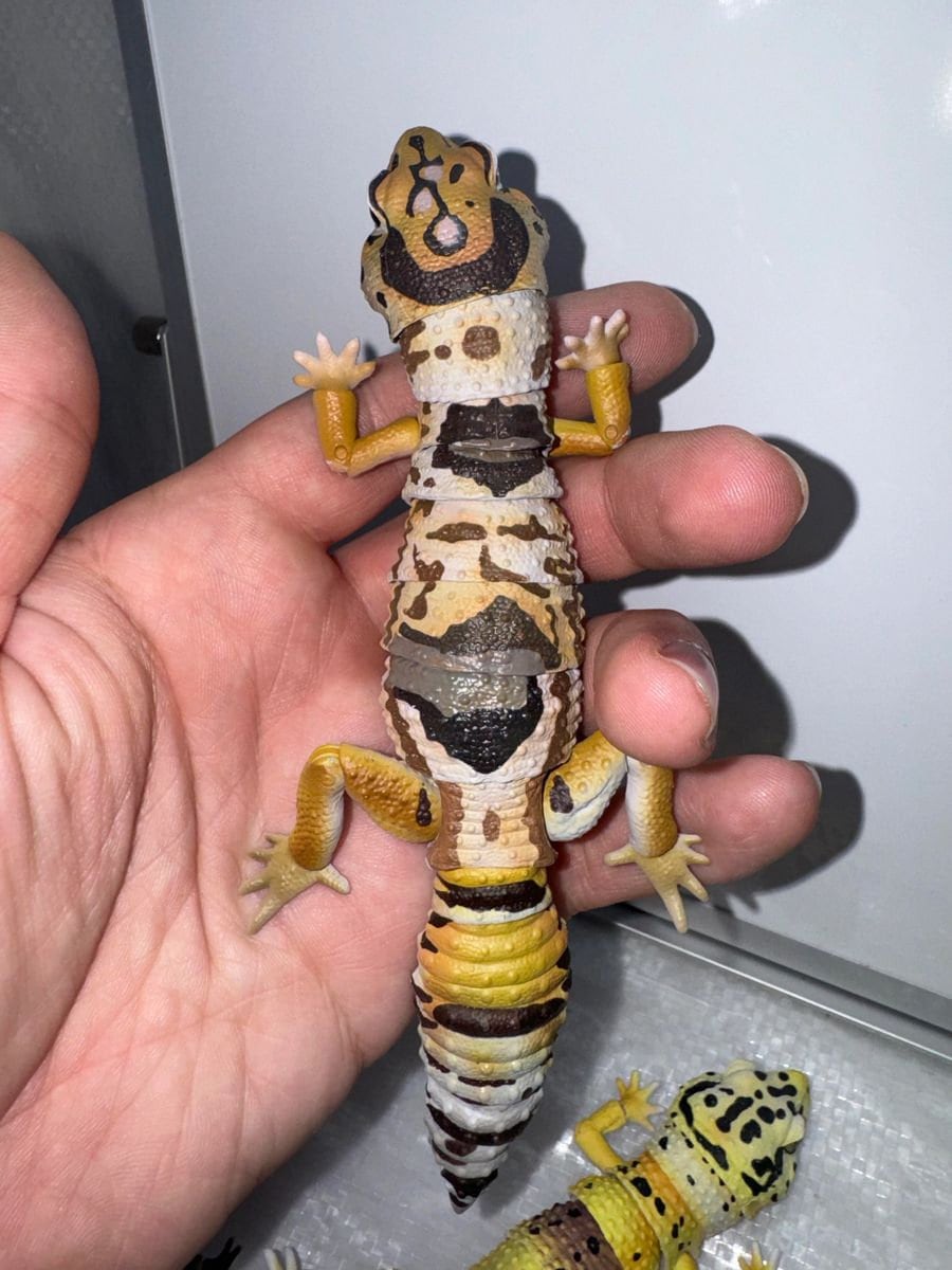 Premium Leopard Gecko Gachapon - Bandai - Etsy