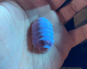 Amber Isopod Carving