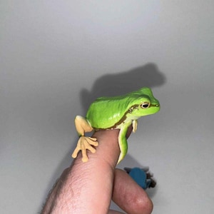 May include: A vibrant green frog with tan legs and a brown stripe along its side is perched on a finger. The frog's skin is smooth and shiny, and its eyes are dark. The background is a plain white.