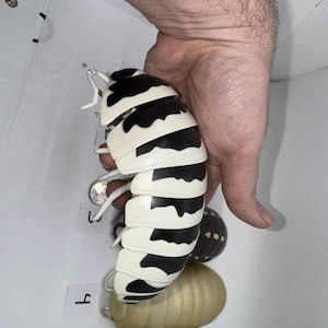 Bandai Dango Mushi Rare Isopod Figures Set 5 image 5