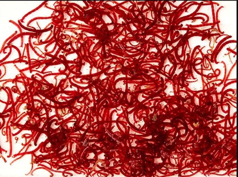 download freeze dried bloodworms download freeze dried bloodworms