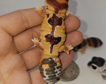 Cute Leopard Gecko Gachapon Figure (Set 3)