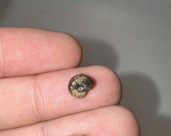 Tiny Ammonite Fossils from Hokkaido, Japan