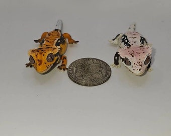 Crested Gecko Figure - Limited Edition Gachapon from Japan