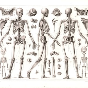 Vintage Human Anatomy Chart Skeleton Poster Anatomy Art Bones Posters Medical Illustration Wall Art Anatomic Prints Instant Digital Download