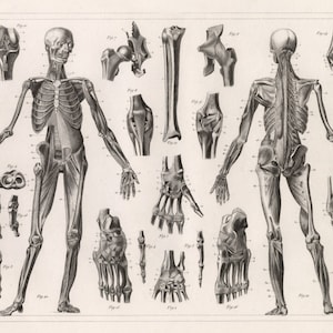 Vintage Human Anatomy Chart Poster Anatomy Art Bones Muscles Posters Medical Illustration Wall Art Anatomic Prints Instant Digital Download