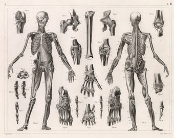 Vintage Human Anatomy Chart Print | Medical Illustration Wall Art (Digital Download)