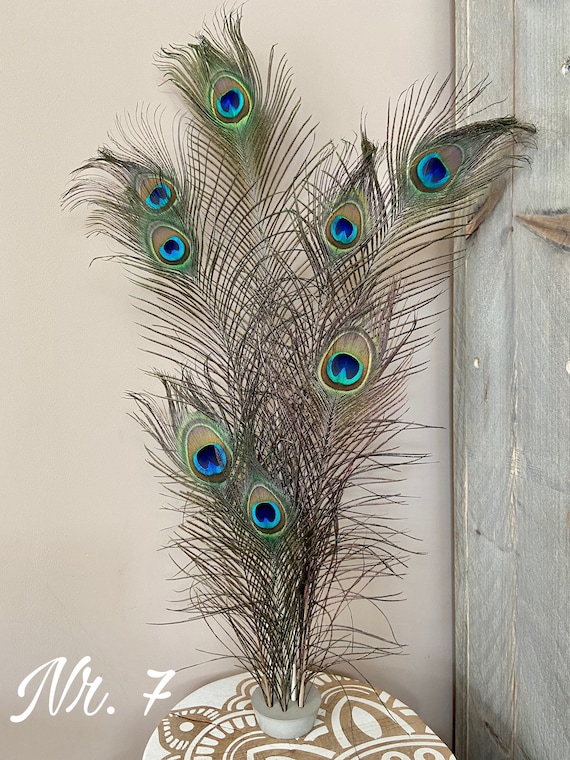 Peacock Ideas & Decor