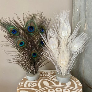 White and mini Peacock feather decoration