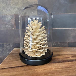 Blonde pine cone in bell jar