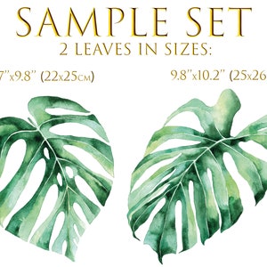 May include: Two watercolour painted monstera leaves, one measuring 8.7 inches by 9.8 inches and the other measuring 9.8 inches by 10.2 inches.