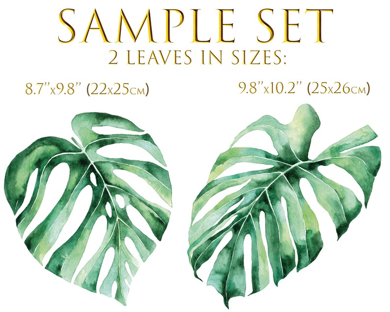 May include: Two watercolour painted monstera leaves, one measuring 8.7 inches by 9.8 inches and the other measuring 9.8 inches by 10.2 inches.