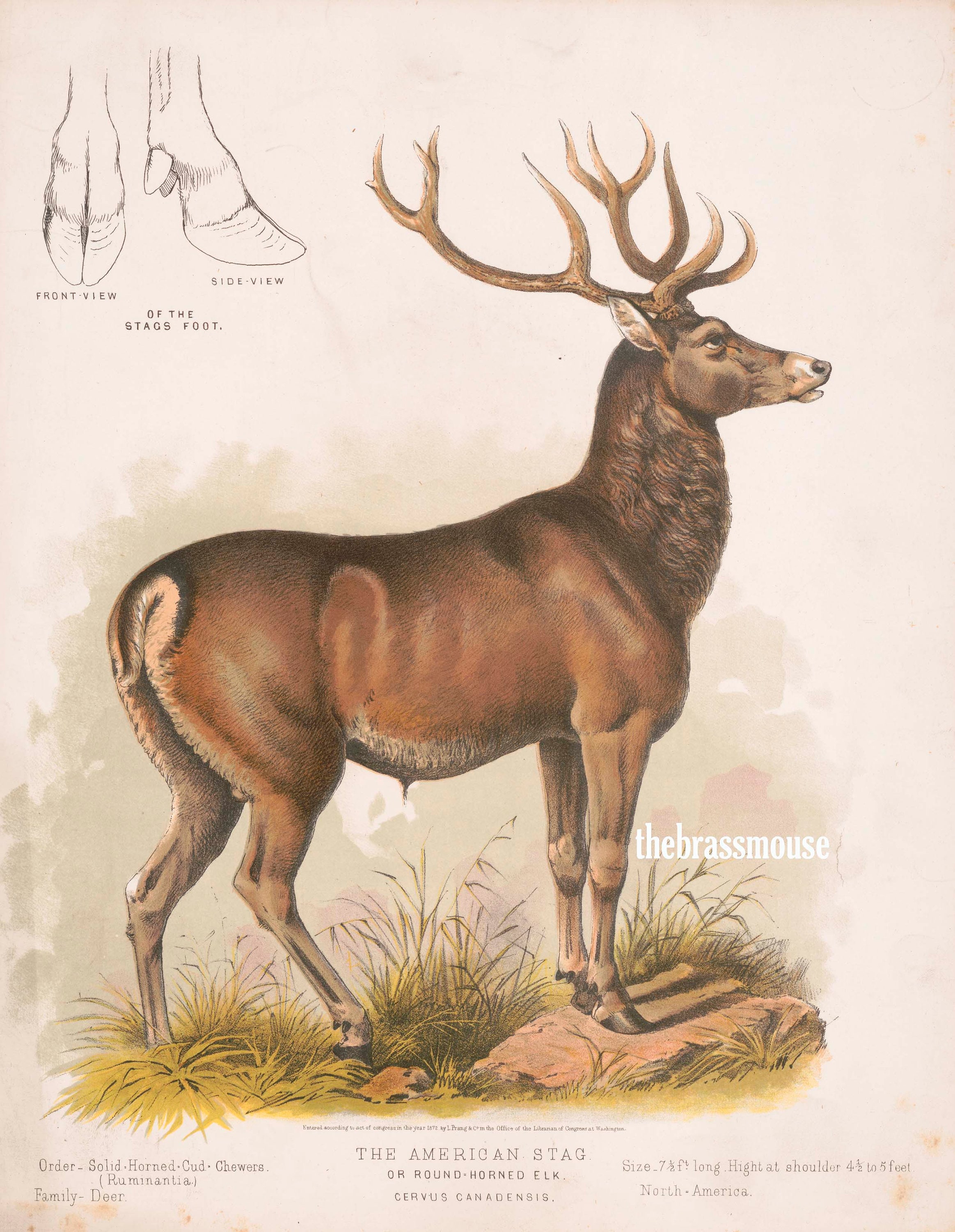 American Stag Deer Scientific Animal Drawing Printable Instant - Etsy American Stag Deer Scientific Animal Drawing Printable Instant - Etsy