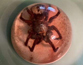 Tarantula Large Insect Display Paperweight