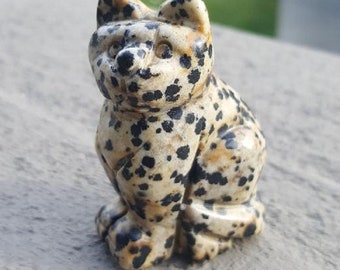 jasper dalmatian jasper dalmatian