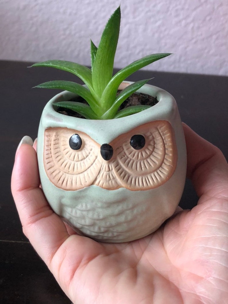 Ceramic owl planter with live succulent Etsy