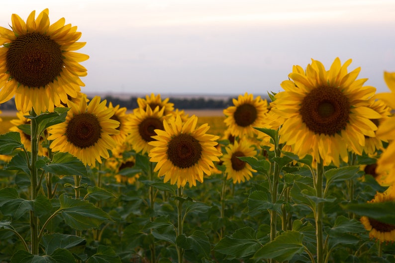 sunflower background