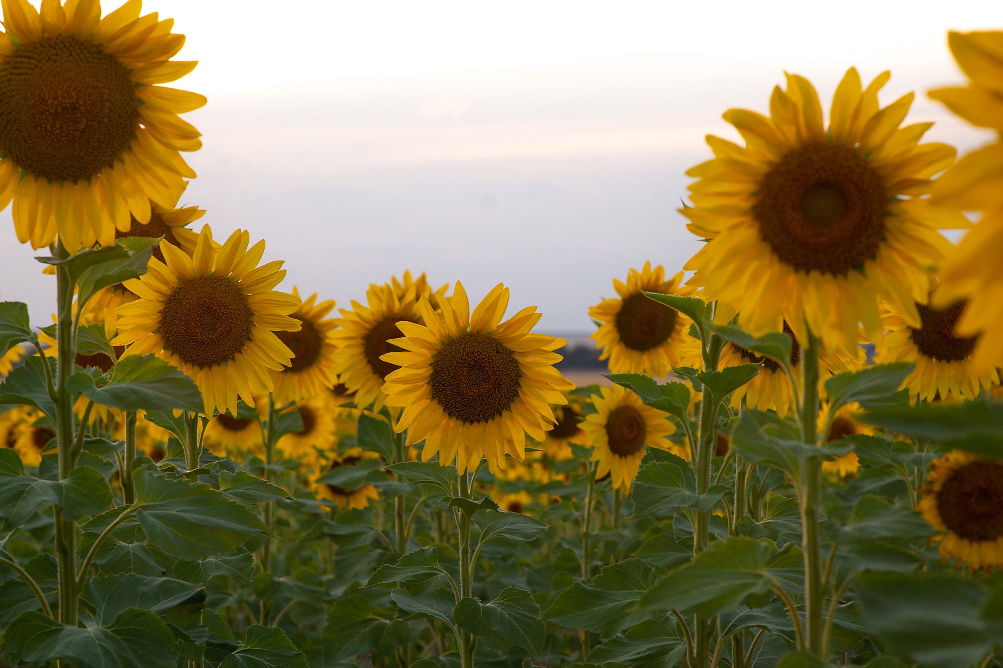 Digital Sunflower Backdrop/background - Etsy