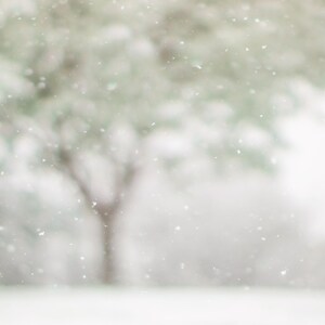 May include: A blurry image of a tree with snow falling in the background.