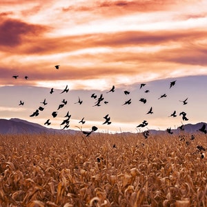 Halloween, digital overlay, cornfield, crows, wicked, scary, backdrop, birds, skies, composite, photoshop