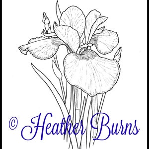 Coloring Page/iris, Tennessee State Flower/adult Coloring/flower ...