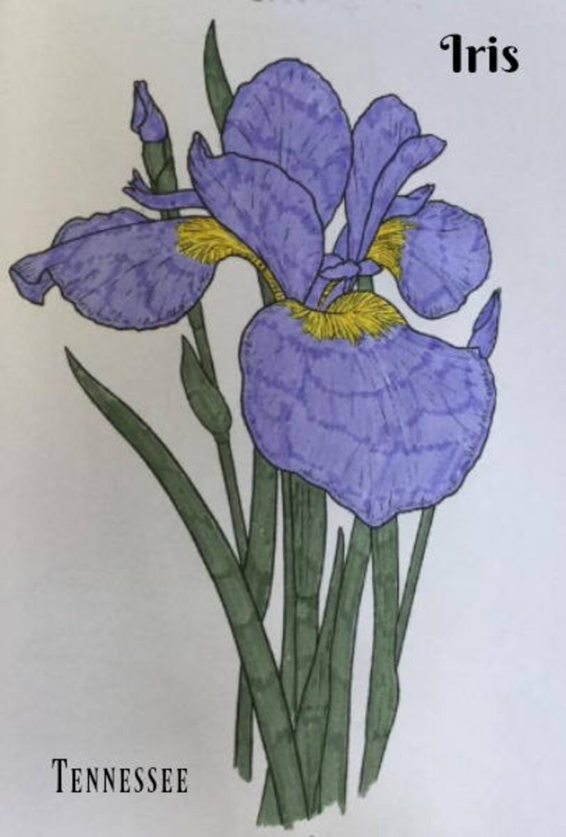 Coloring Page/iris, Tennessee State Flower/adult Coloring/flower ...