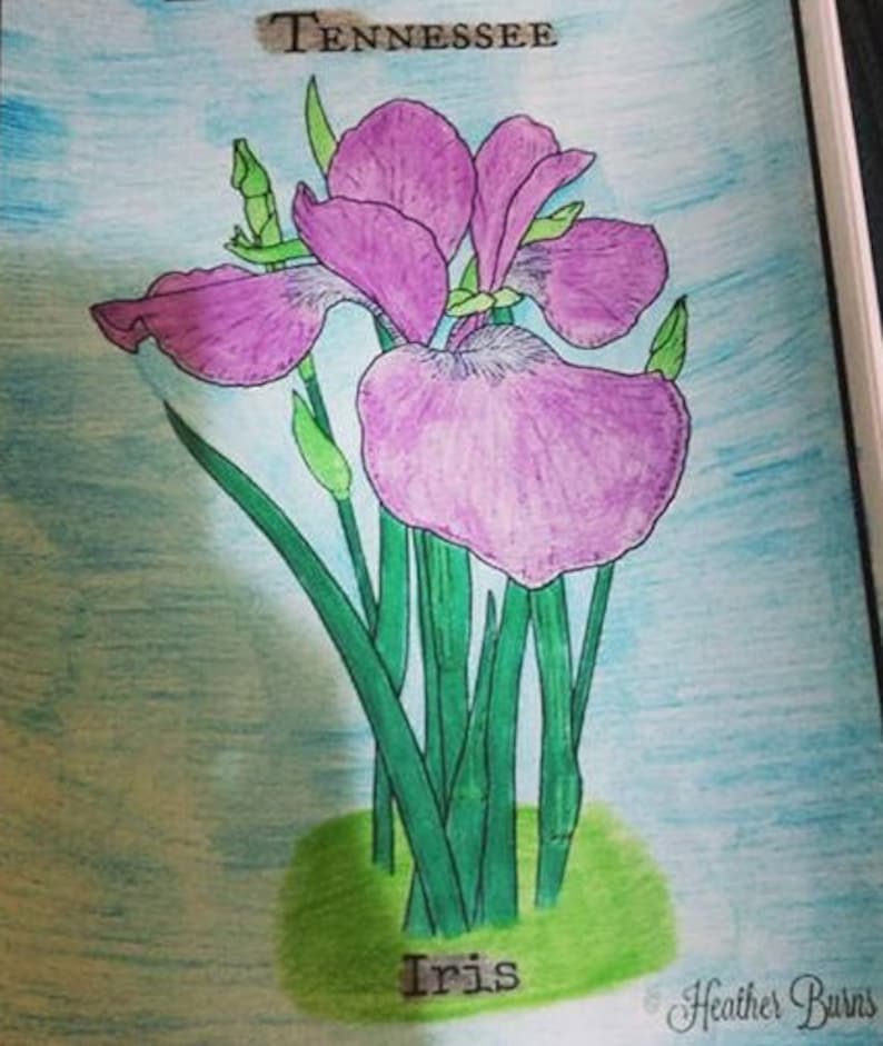 Coloring Page/iris, Tennessee State Flower/adult Coloring/flower ...