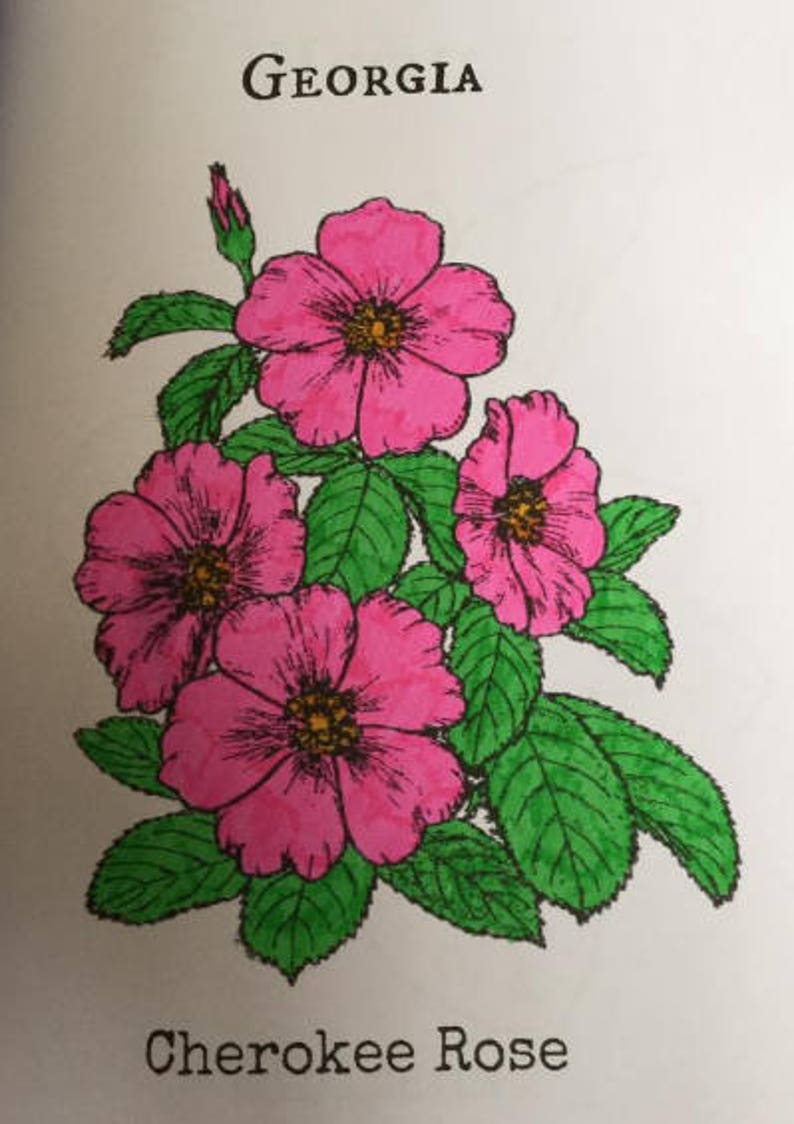 Coloring Page/cherokee Rose/georgia State Flower/adult - Etsy