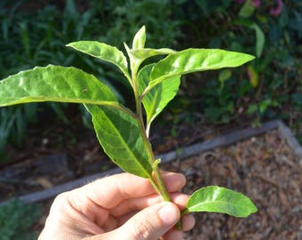 Longevity spinach (Gynura procumbens)- 6 Stem Cuttings, FREE SHIPPING!!