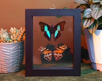 Framed Butterfly Duo