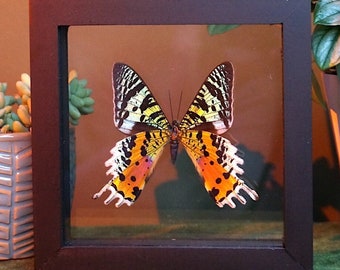 Framed Uraniidae Moth