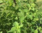 Lemon balm tincture