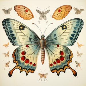 Clipart butterfly collection 3 JPEG