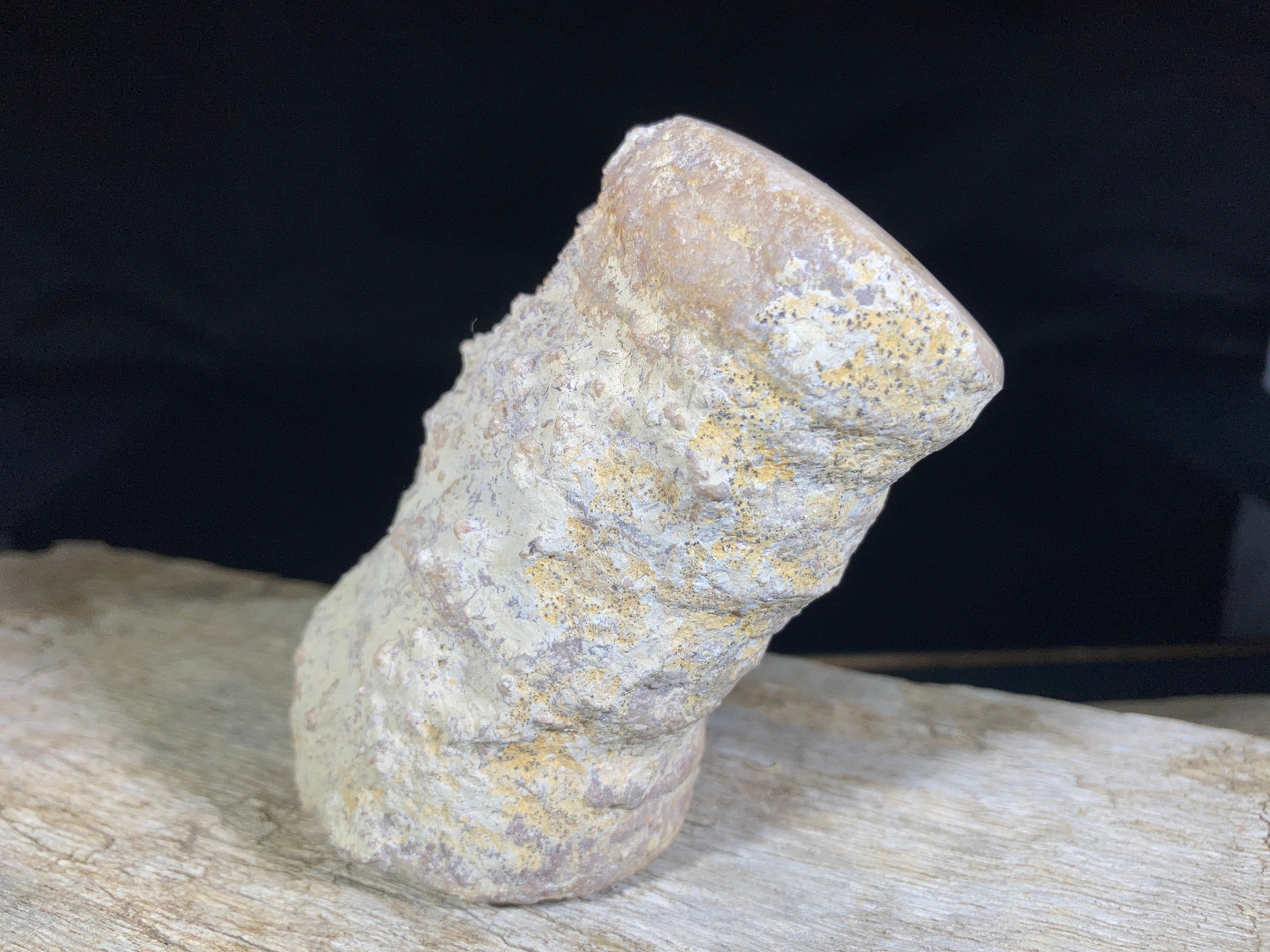 Fossilized Horn Coral Large Polished Specimen