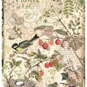 Decoupage Papier für Möbel | Reispapier für Decoupage A3 Größe | Sticky Paper für Decoupage | Papier Vogel Muster für Decoupage PK2629