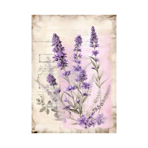May include: A watercolour illustration of lavender flowers in shades of purple and green. The flowers are set against a backdrop of aged paper with faded script and a pink overlay. The artwork evokes a vintage, botanical theme.