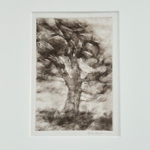 Cedar tree
