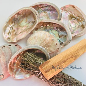 Abalone Shell approximately 3&quot;