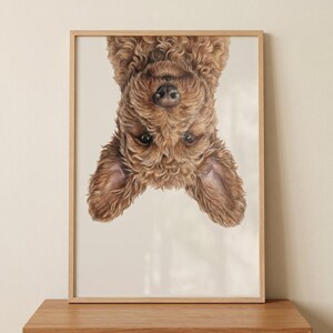 May include: A framed print of a brown dog, depicted upside down. The dog has curly fur, dark eyes, and floppy ears. The artwork is set against a neutral background, within a wooden frame, suitable for home decor.