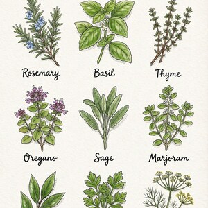 Illustrated chart titled "The Mediterranean Staples" showcasing nine culinary herbs commonly used in Mediterranean cuisine. The herbs include Rosemary, Basil, Thyme, Oregano, Sage, Marjoram, Bay Leaf, Flat-leaf Parsley, and Fennel, each drawn in detailed botanical style with distinct leaves and textures, ideal for herb identification or kitchen wall art.