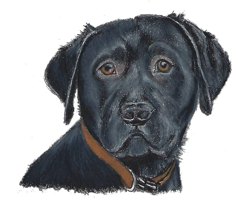 black labrador presents