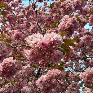 Könnte beinhalten: Eine Nahaufnahme eines Baumes mit rosa Blüten. Die Blüten stehen in voller Blüte und bilden ein wunderschönes, lebendiges Schauspiel.