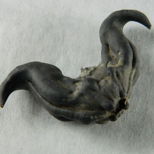 Water Chestnut &quot;Devil&quot; Seed- Dark Brown Water Chestnut Seeds, Novelty Hell / Devil / Witch / Voodoo Curio - Plant Seed - 1 Per Order #71