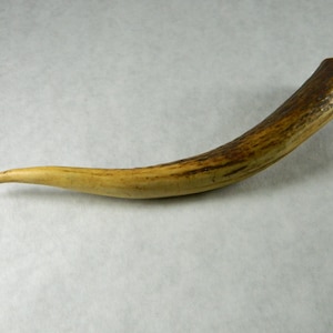 Elk Antler Tine - Craft Sized 8-10+&quot; Long Elk Antler Tine For Knife Handles or Craft Projects; Jewelry Making, Education #23