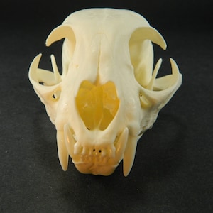 North American Natural Bobcat Skull - Museum Quality Beetle Cleaned Authentic Bobcat Skull - Educational, Crafts, Display, Decor Skull XO60