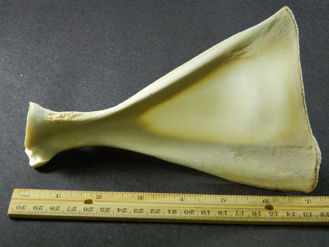 1 Deer Shoulder Blade Bone Commercial Grade 68 Deer Etsy