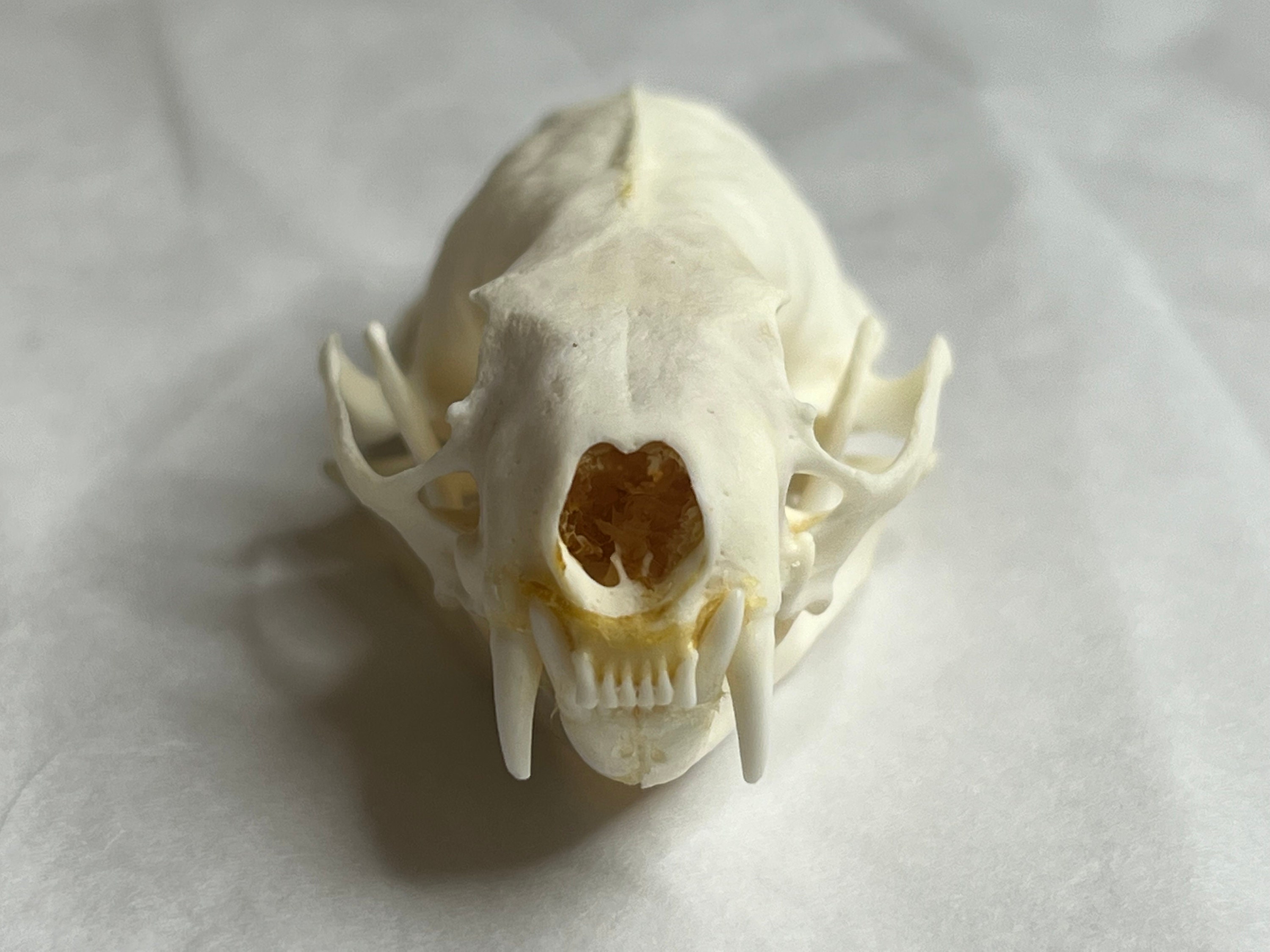 Weird Animal Skulls - Etsy Weird Animal Skulls - Etsy