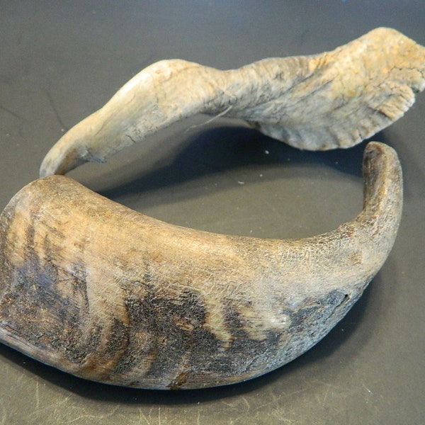 Goat Horns Etsy